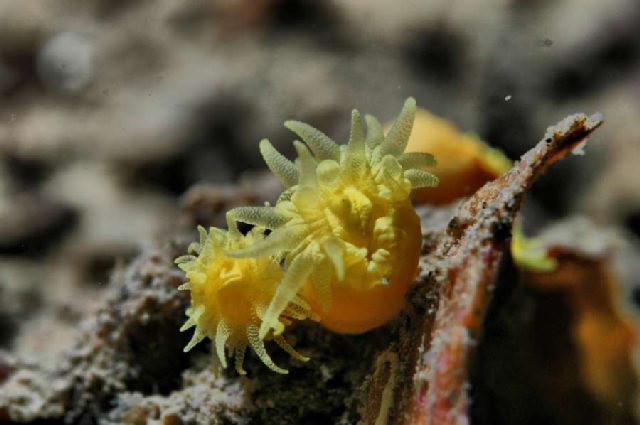 Reef Fraskeric, underwater photo 4