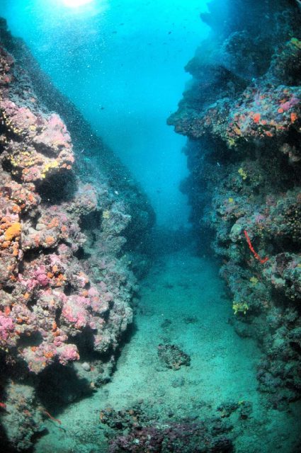 Reef Fraskeric, underwater photo 2