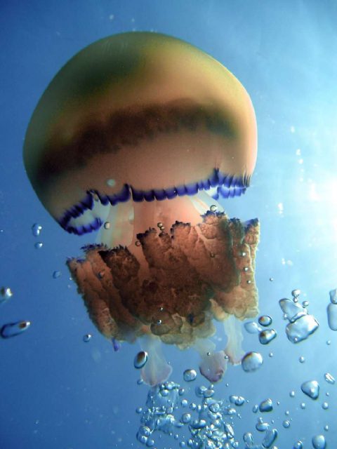 Reef Kockice, underwater photo 2