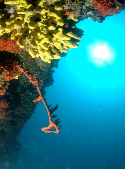 Reef Svjetionik, underwater photo 2