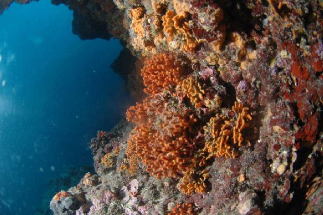 Reef Svjetionik, underwater photo 3