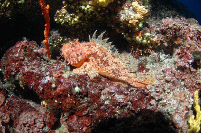 Reef Hawai, underwater photo 1