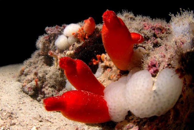 Reef Frasker, underwater photo 3