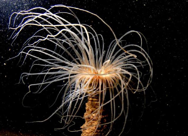 Diving Pula, Underwater 46