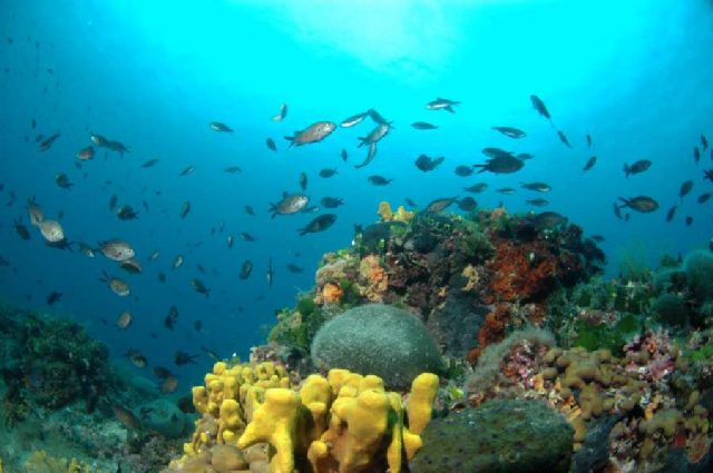 Diving Pula, Underwater 47