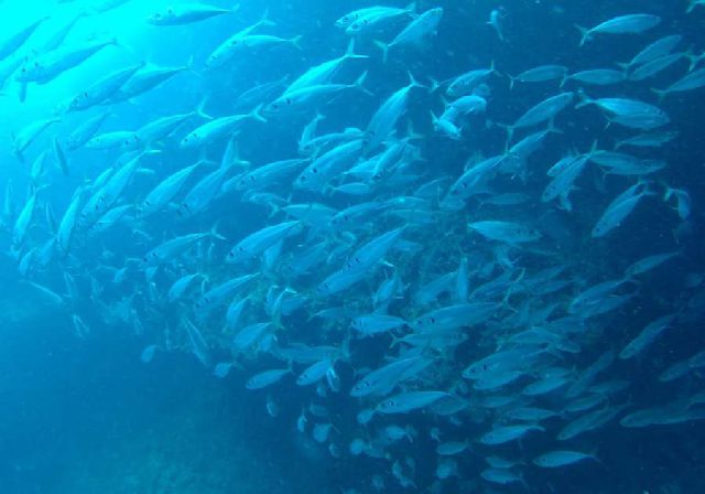 Diving Pula, Underwater 21
