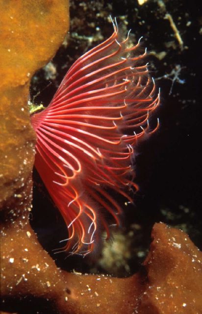 Diving Pula, underwater photo 9