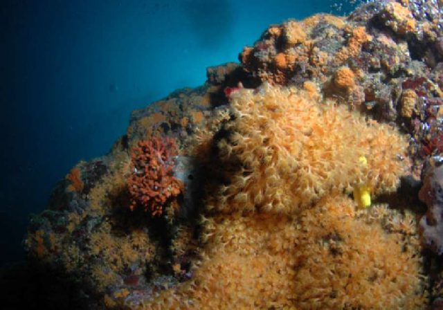 Diving Pula, Underwater 23