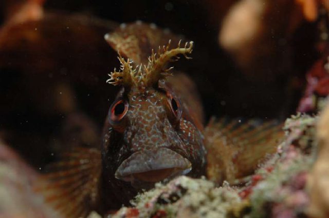 Diving Pula, Underwater 27