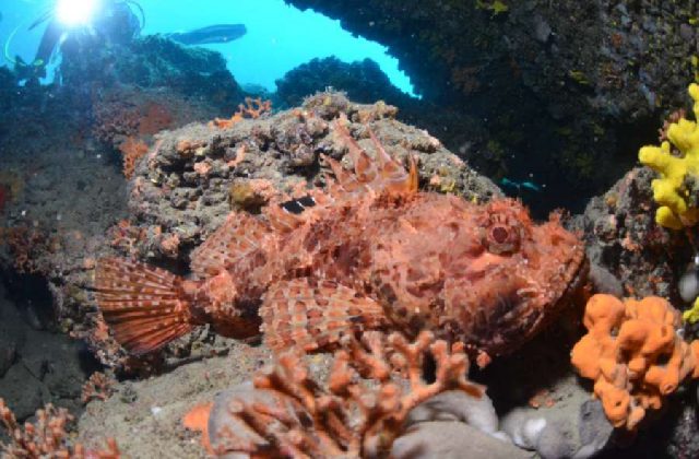 Diving Pula, Underwater 35